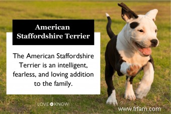 Faits sur l American Staffordshire Terrier pour mieux comprendre votre chiot 