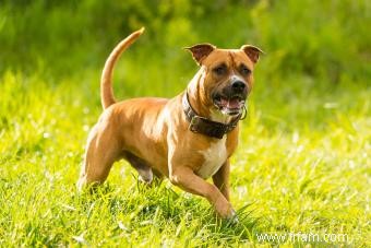 Faits sur l American Staffordshire Terrier pour mieux comprendre votre chiot 