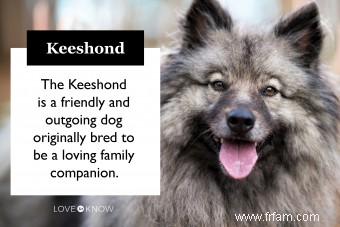 Tout et tout sur le Keeshond (fourrure et tout) 