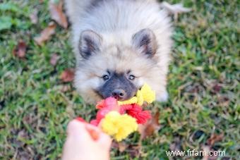 Tout et tout sur le Keeshond (fourrure et tout) 