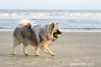 Tout et tout sur le Keeshond (fourrure et tout) 