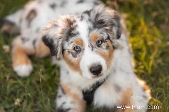 Chiens de berger australien :tout ce que vous devez savoir 