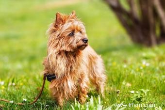 Terrier australien :guide unique du câlin confiant 