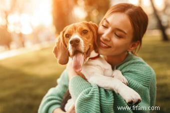 Bases de la race de chien Beagle pour tout savoir 