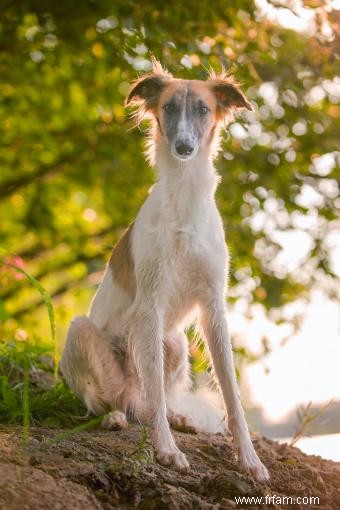 Bases de la race de chien Barzoï (de ses traits à la santé) 