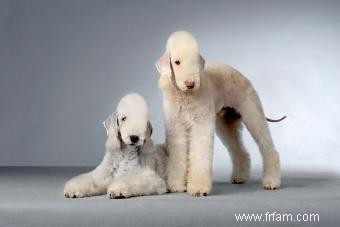 Bedlington Terrier:Guide d une race de chien unique 