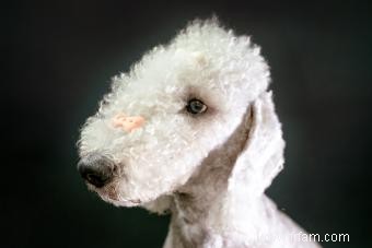 Bedlington Terrier:Guide d une race de chien unique 