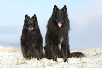 Chien de berger belge 101 :les bases de cette race de troupeau 