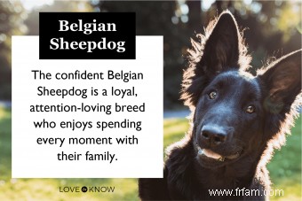 Chien de berger belge 101 :les bases de cette race de troupeau 