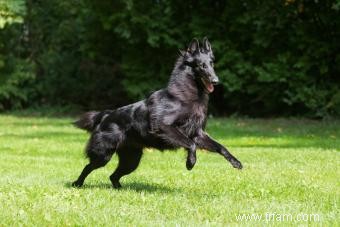 Chien de berger belge 101 :les bases de cette race de troupeau 