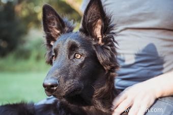 Chien de berger belge 101 :les bases de cette race de troupeau 