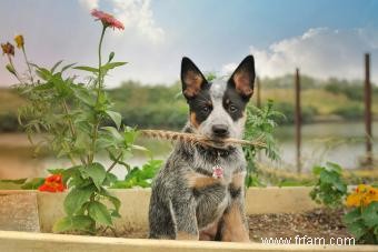 Chiots talon bleu 