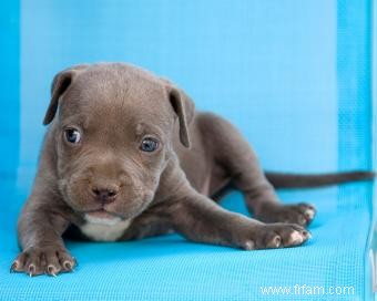 Chiots pit-bull bleu 