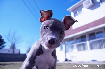 Chiots pit-bull bleu 