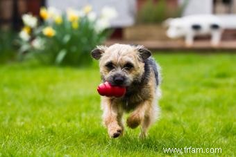 Border terriers :ce que vous devez savoir 