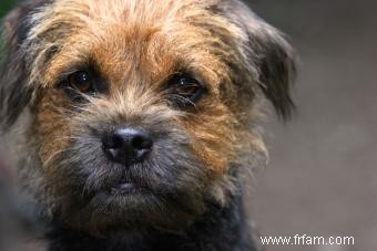 Border terriers :ce que vous devez savoir 