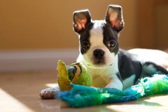 Profil du Boston Terrier :tout ce qu il faut savoir sur la race 