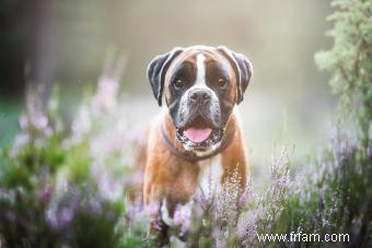 Boxer Breed Basics:Guide de ces chiots populaires 