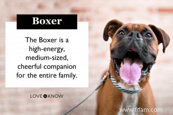 Boxer Breed Basics:Guide de ces chiots populaires 