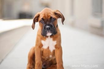 Boxer Breed Basics:Guide de ces chiots populaires 