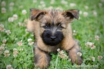 Faits sur la race Cairn Terrier, caractéristiques et soins, Oh My 