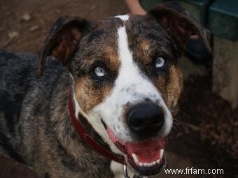 Chien léopard Catahoula :qui est ce chiot inconnu ? 