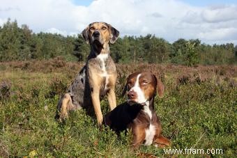 Chien léopard Catahoula :qui est ce chiot inconnu ? 