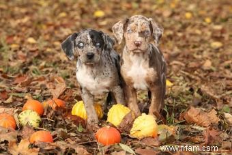 Chien léopard Catahoula :qui est ce chiot inconnu ? 