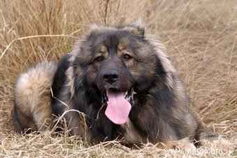 Chiens de montagne du Caucase 