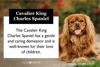 Cavalier King Charles Spaniel 101 :traits, origines et conseils d entretien 