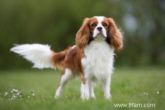 Cavalier King Charles Spaniel 101 :traits, origines et conseils d entretien 