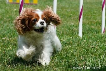 Cavalier King Charles Spaniel 101 :traits, origines et conseils d entretien 