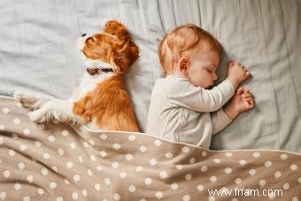 Cavalier King Charles Spaniel 101 :traits, origines et conseils d entretien 