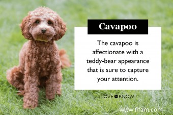 Cavapoo Dog Hybrid Must-Know Traits (De sa santé à sa personnalité adorable) 