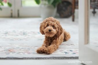 Cavapoo Dog Hybrid Must-Know Traits (De sa santé à sa personnalité adorable) 