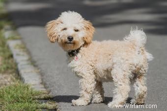 Cavapoo Dog Hybrid Must-Know Traits (De sa santé à sa personnalité adorable) 