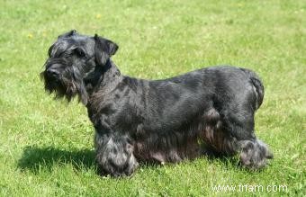 Cesky Terrier:Profil d une race de chien rare et intelligente 