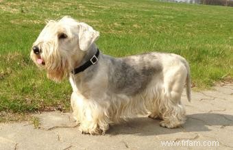 Cesky Terrier:Profil d une race de chien rare et intelligente 