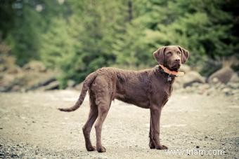 Chesapeake Bay Retriever:Guide de ce chien sportif 