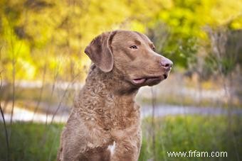 Chesapeake Bay Retriever:Guide de ce chien sportif 