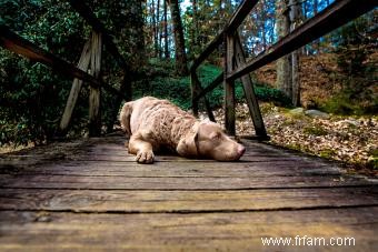 Chesapeake Bay Retriever:Guide de ce chien sportif 