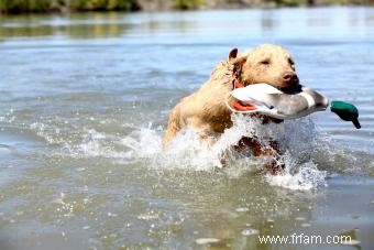 Chesapeake Bay Retriever:Guide de ce chien sportif 