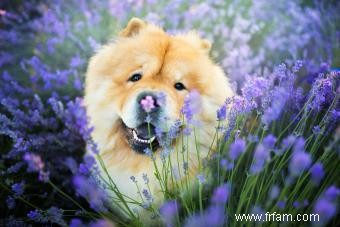 Race de chiots Chow Chow :caractéristiques, formation, santé et adoption 