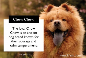 Race de chiots Chow Chow :caractéristiques, formation, santé et adoption 