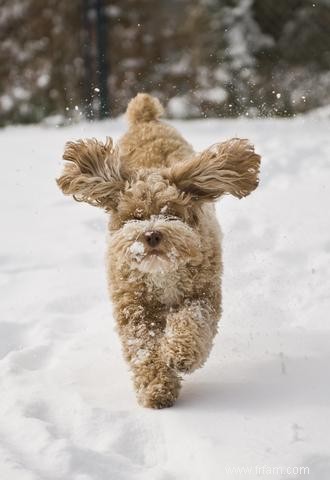 Aperçu de la race Cockapoo 