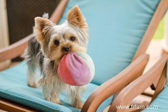 Caractéristiques communes des Yorkies qui les rendent si populaires 