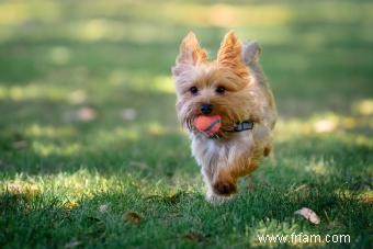 Caractéristiques communes des Yorkies qui les rendent si populaires 