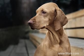 Traits et images communs de race de chien Vizsla 