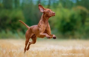 Traits et images communs de race de chien Vizsla 