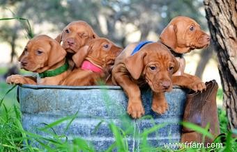 Traits et images communs de race de chien Vizsla 